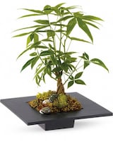 Standard size, 16 inches height and 11 and a half inches wide.