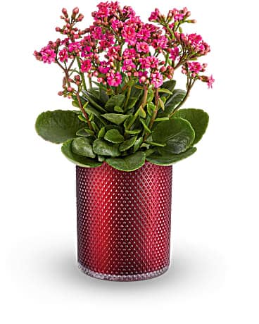 Teleflora's Lovely Kalanchoe Plant Plant