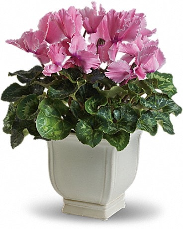 Sunny Cyclamen Plant